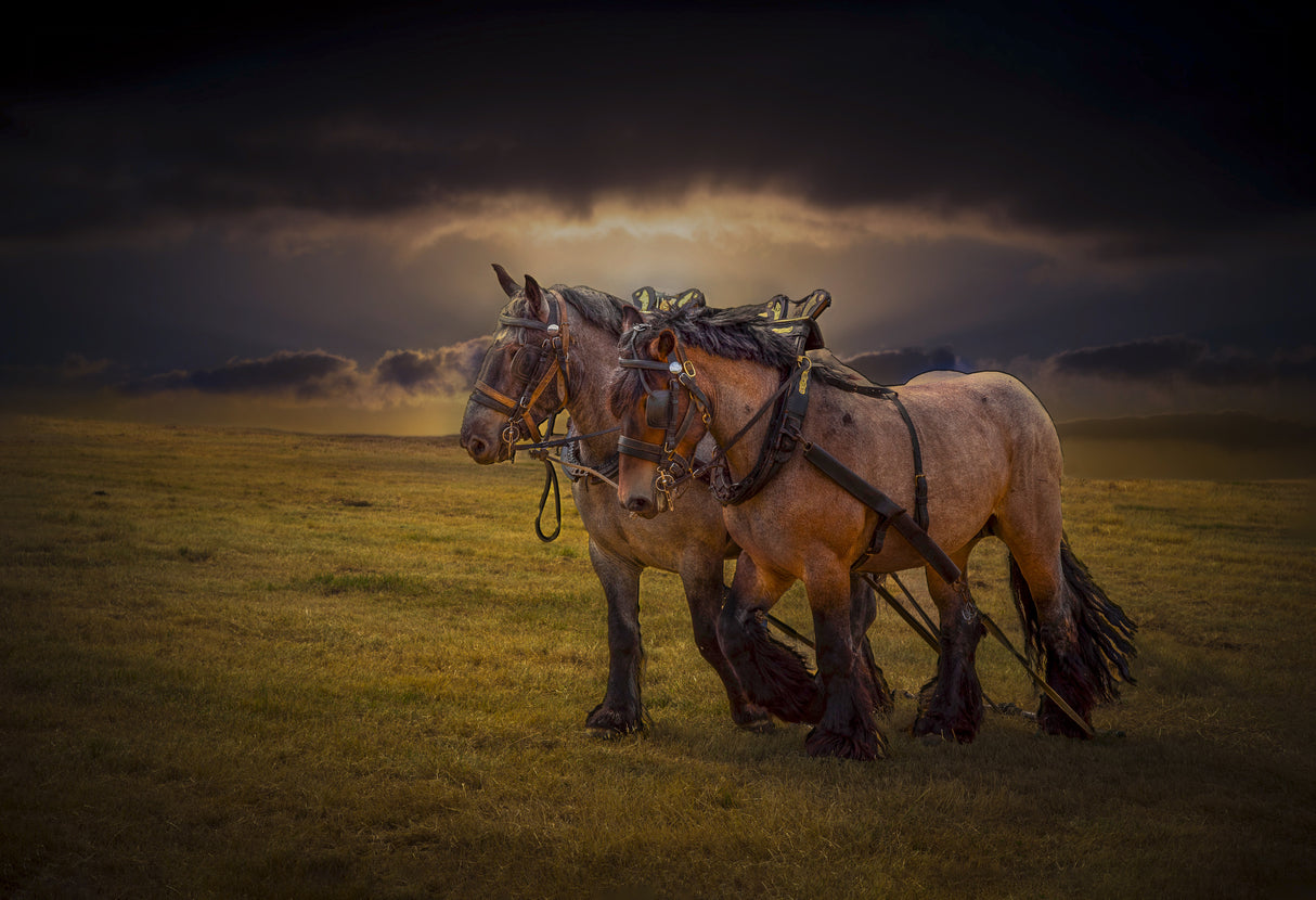 horses Poster och Canvastavla