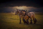 horses Poster och Canvastavla