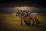 horses Poster och Canvastavla