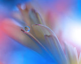 Touch Me Softly... Poster och Canvastavla