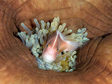 Skunk Anemonefish Poster och Canvastavla