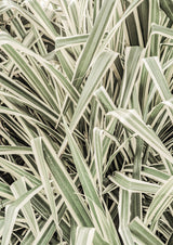 Jazzy Jungle Poster och Canvastavla
