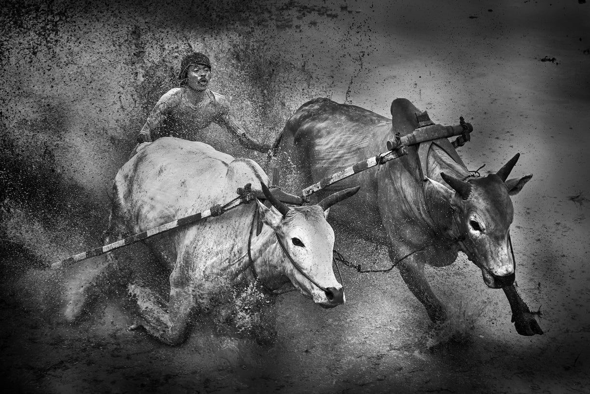 Cow Race #10 Poster och Canvastavla