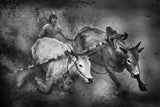 Cow Race #10 Poster och Canvastavla