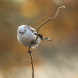a rare bird in our garden Poster och Canvastavla