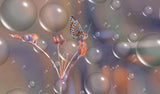 Getting up close to the stars... Poster och Canvastavla