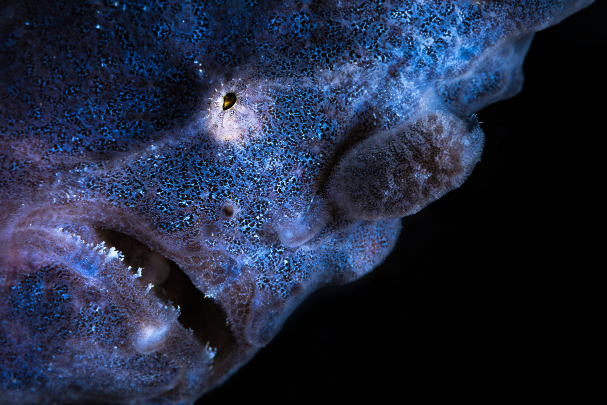 Frogfish Poster och Canvastavla