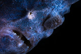 Frogfish Poster och Canvastavla