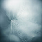 lightness Poster och Canvastavla