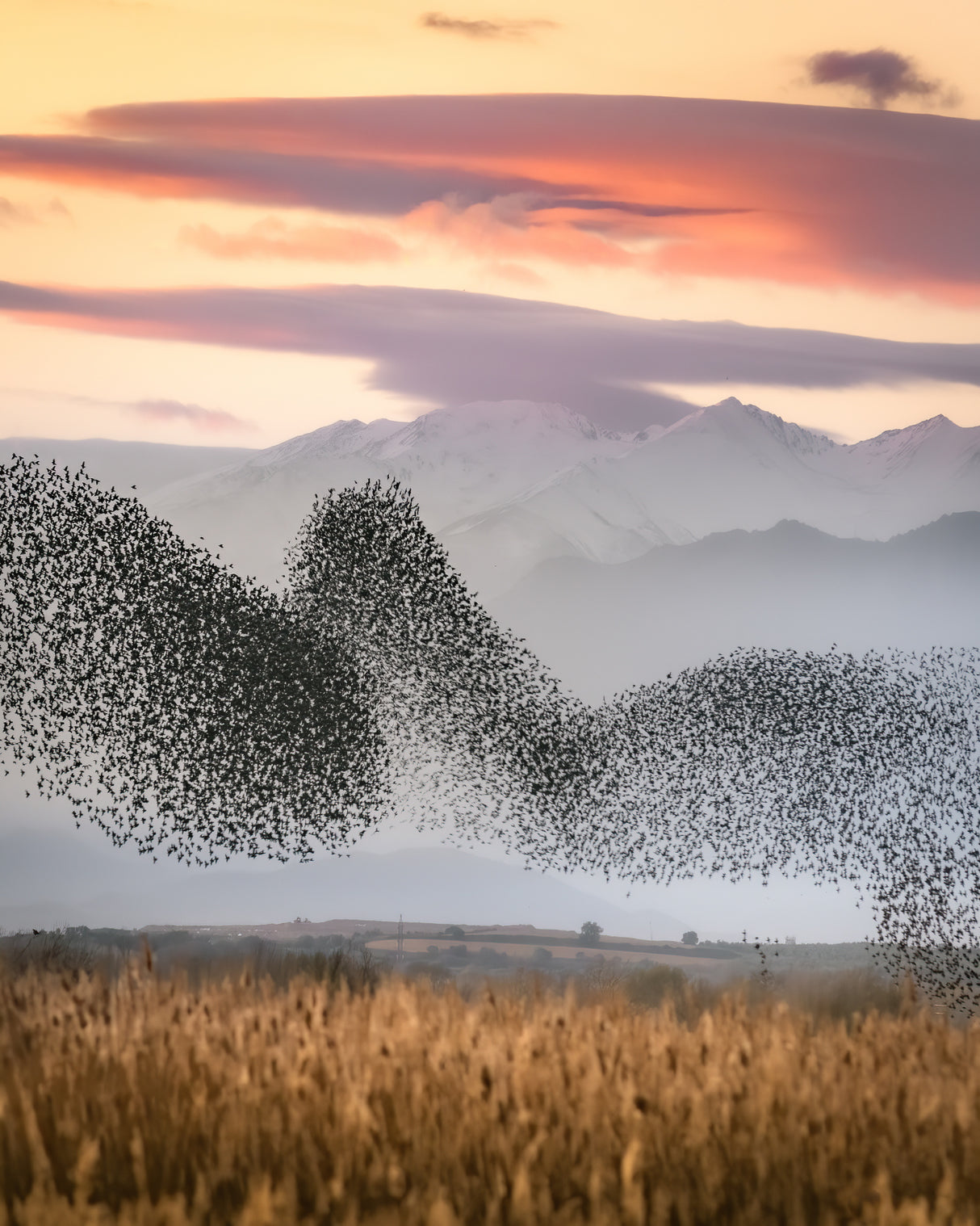 Murmuration Poster och Canvastavla