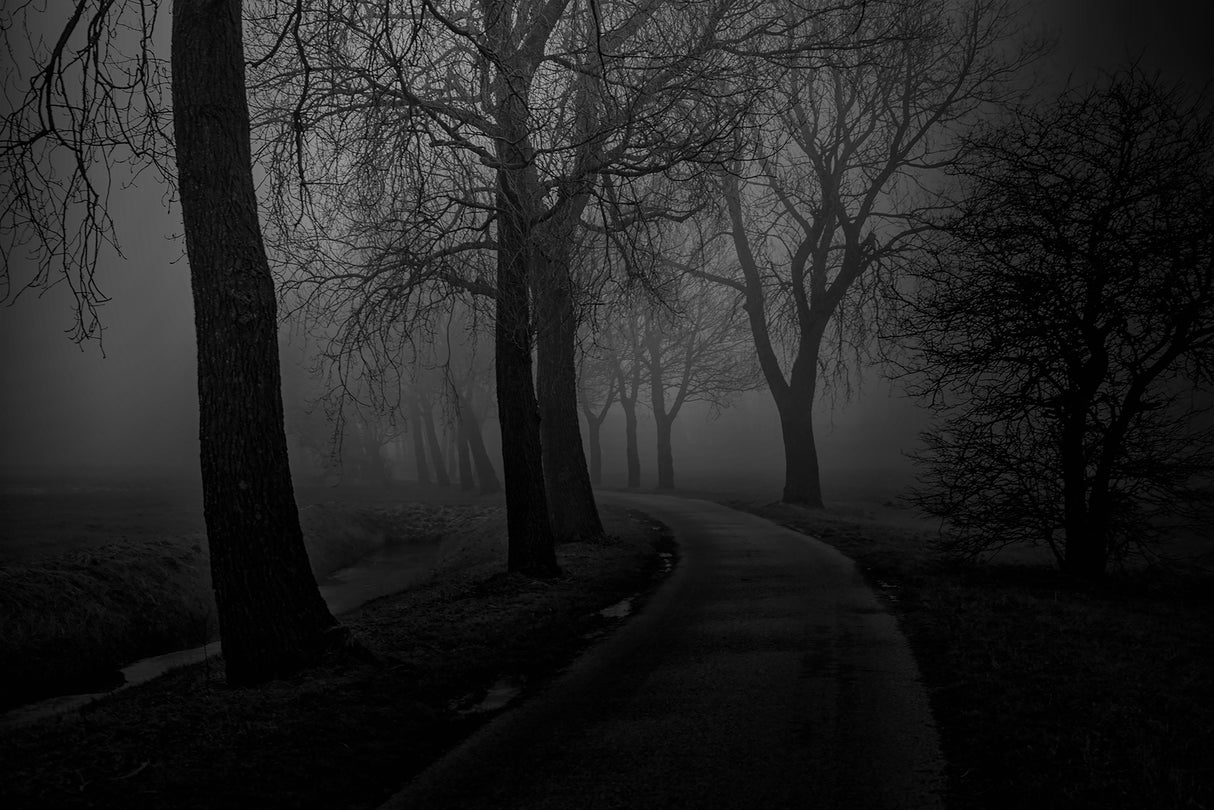 Whispering trees Poster och Canvastavla