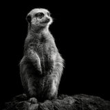 Meerkat Poster och Canvastavla