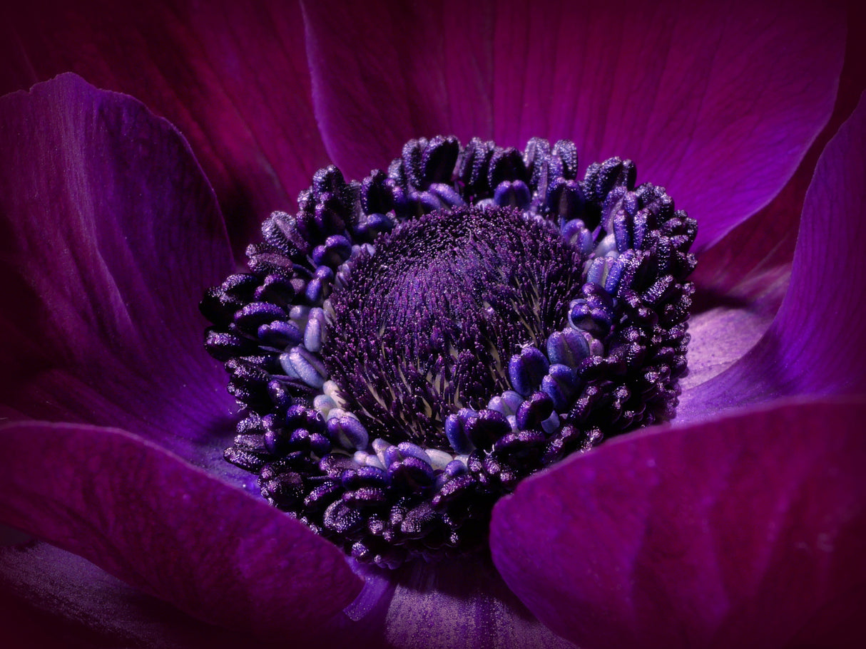 Purple Crown ... Poster och Canvastavla
