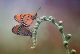 mating Poster och Canvastavla