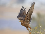 Black Kite Poster och Canvastavla