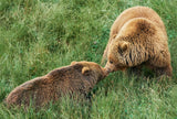 Loving bears Poster och Canvastavla