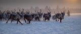 The herd Poster och Canvastavla