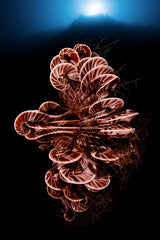 Crinoid Poster och Canvastavla