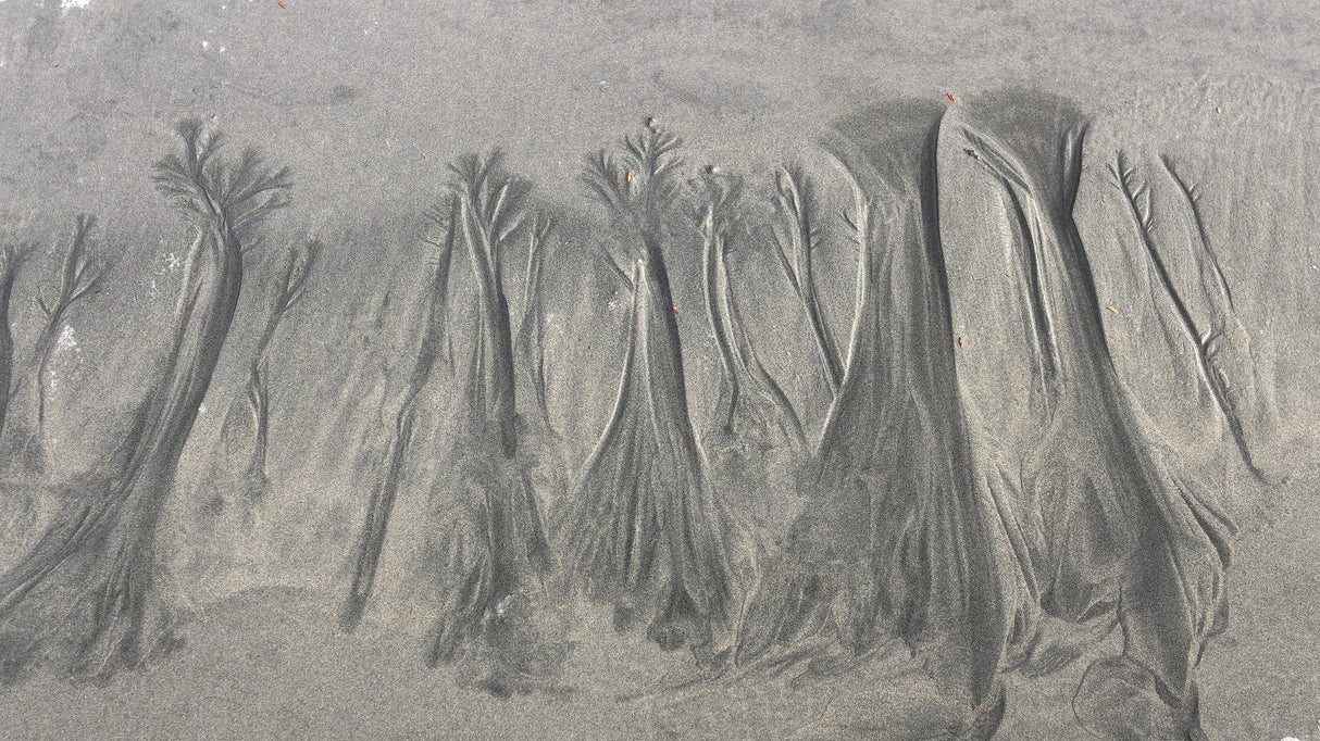 Sand forest Poster och Canvastavla