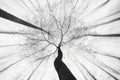 Spring visit to the forest Poster och Canvastavla