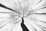Spring visit to the forest Poster och Canvastavla