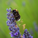 Bumblebee on Lavender Poster och Canvastavla