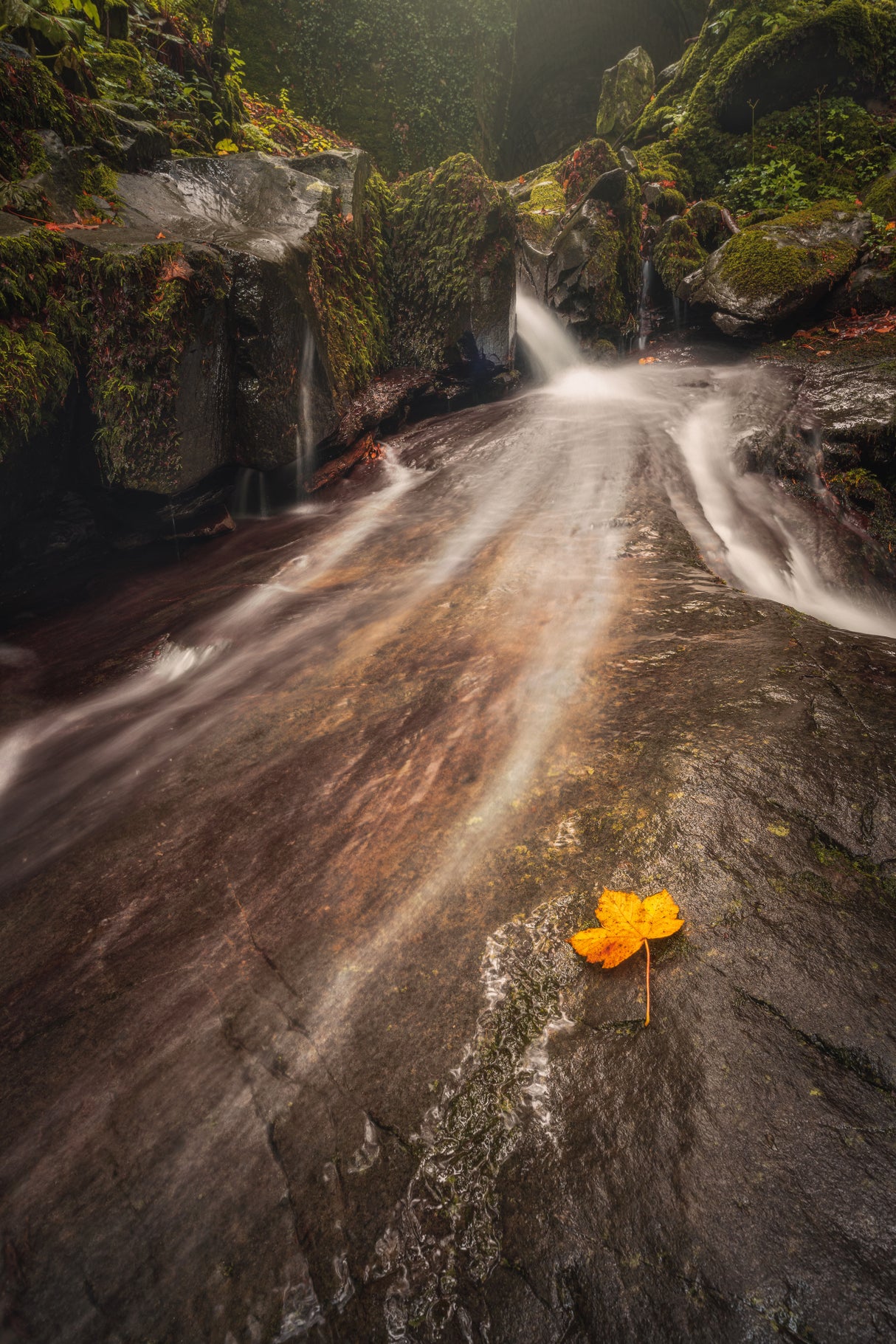 Yellow leaf Poster och Canvastavla
