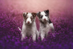 Brothers Poster och Canvastavla