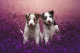 Brothers Poster och Canvastavla