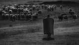 Shepherd Poster och Canvastavla