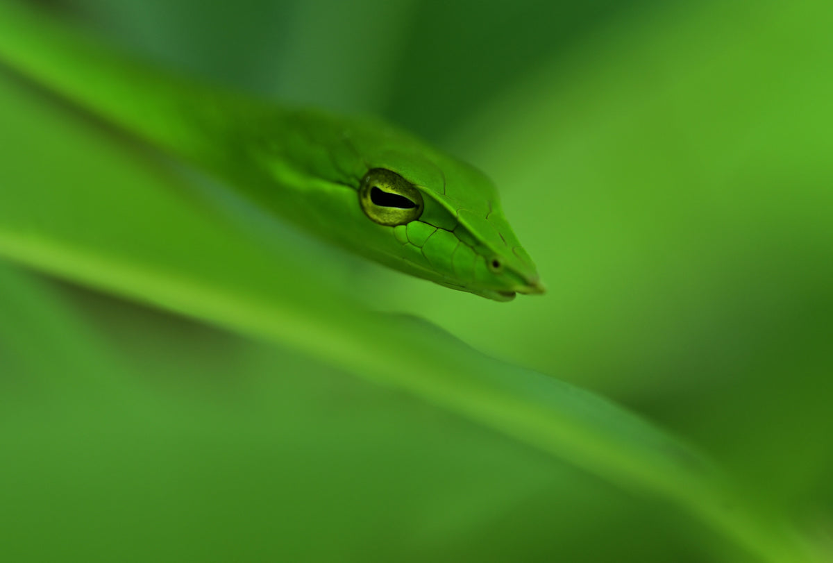 Vine snake blending in habitat Poster och Canvastavla
