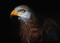 Red kite portrait II Poster och Canvastavla