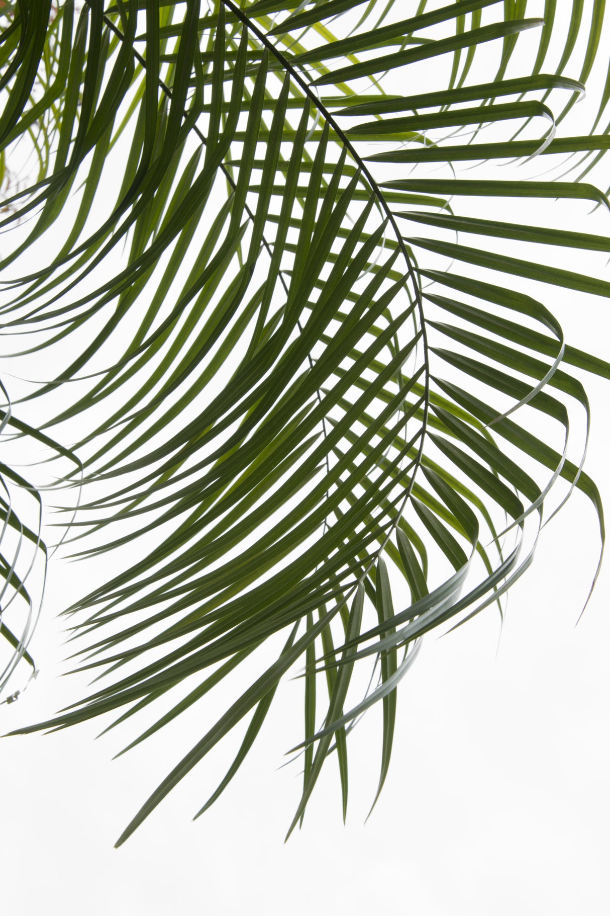Palm Leaves Foliage Photo I Poster och Canvastavla