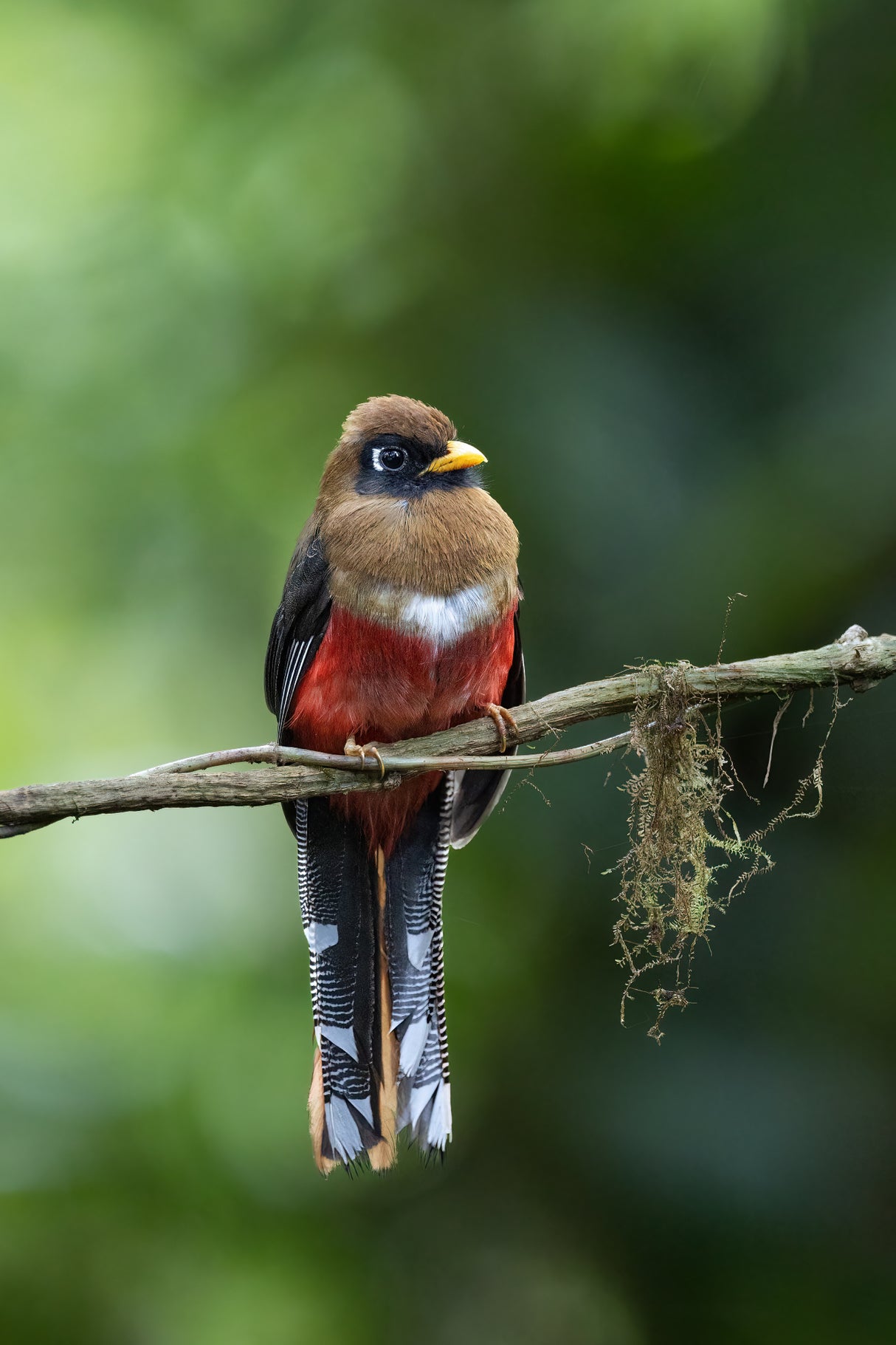 Trogon Poster och Canvastavla