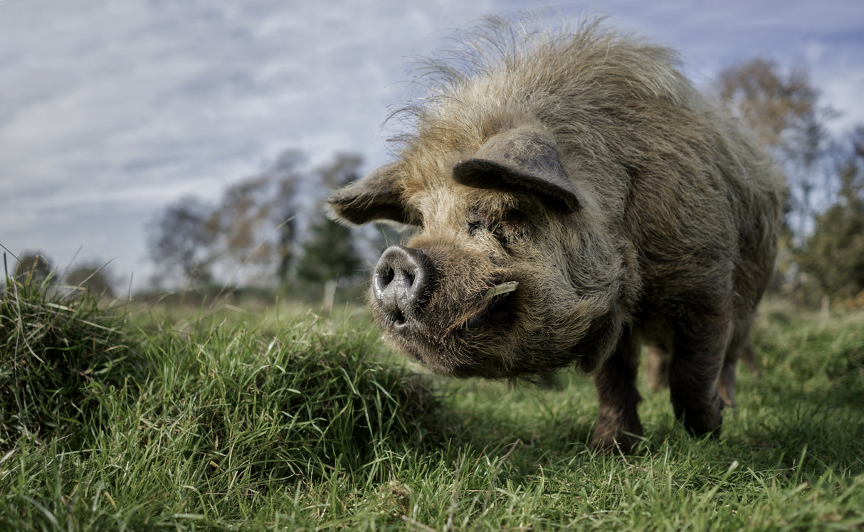 The bored Boar Poster och Canvastavla
