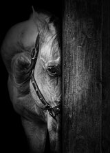 The Horse IX Poster och Canvastavla