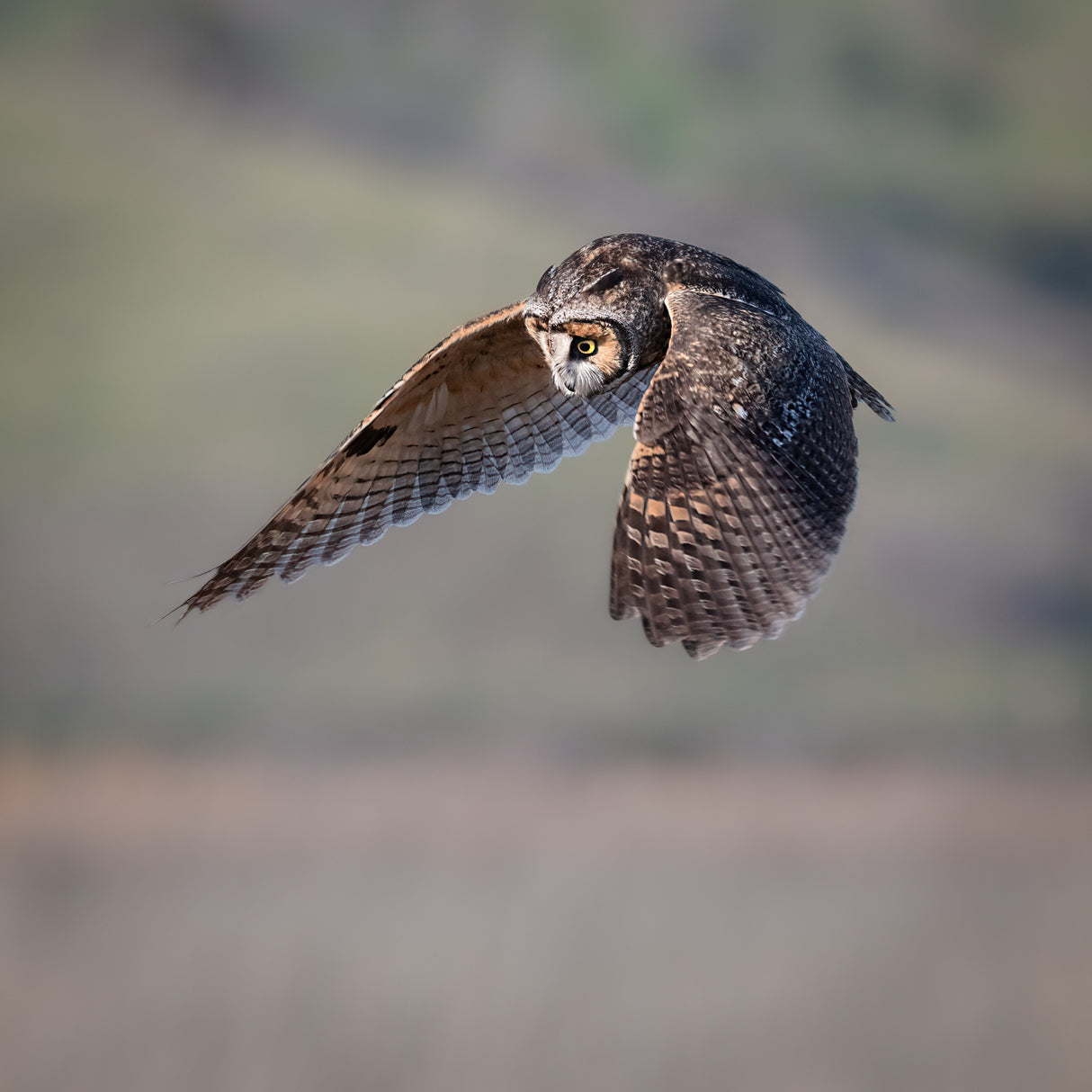 long-eared owl searching Poster och Canvastavla