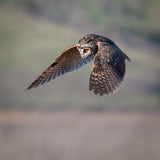 long-eared owl searching Poster och Canvastavla