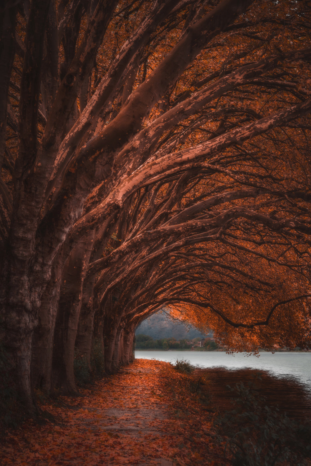Hello autumn! Poster och Canvastavla