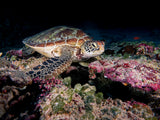 Green Turtle Poster och Canvastavla