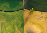 A tree in farm field Poster och Canvastavla