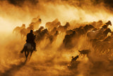 cowboy Poster och Canvastavla