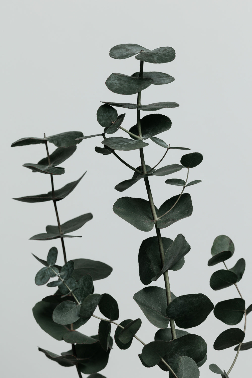 Eucalyptus Natural 11 Poster och Canvastavla