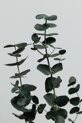 Eucalyptus Natural 11 Poster och Canvastavla