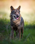 Canis Lupus Signatus Poster och Canvastavla