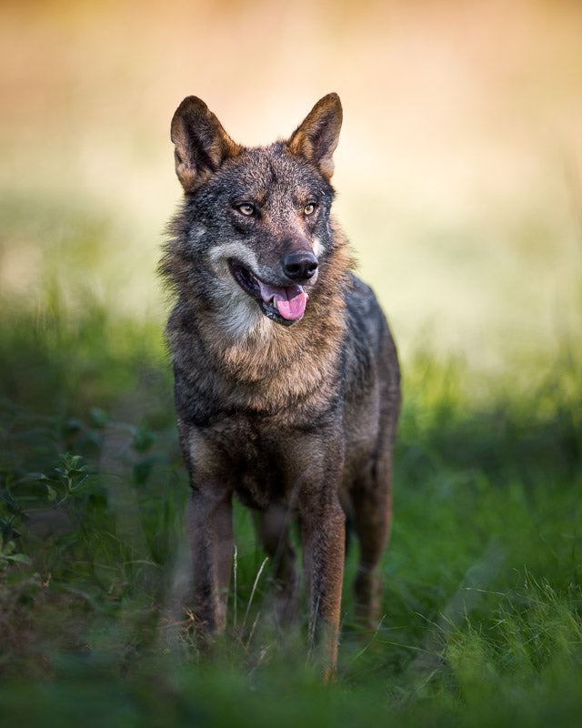 Canis Lupus Signatus Poster och Canvastavla
