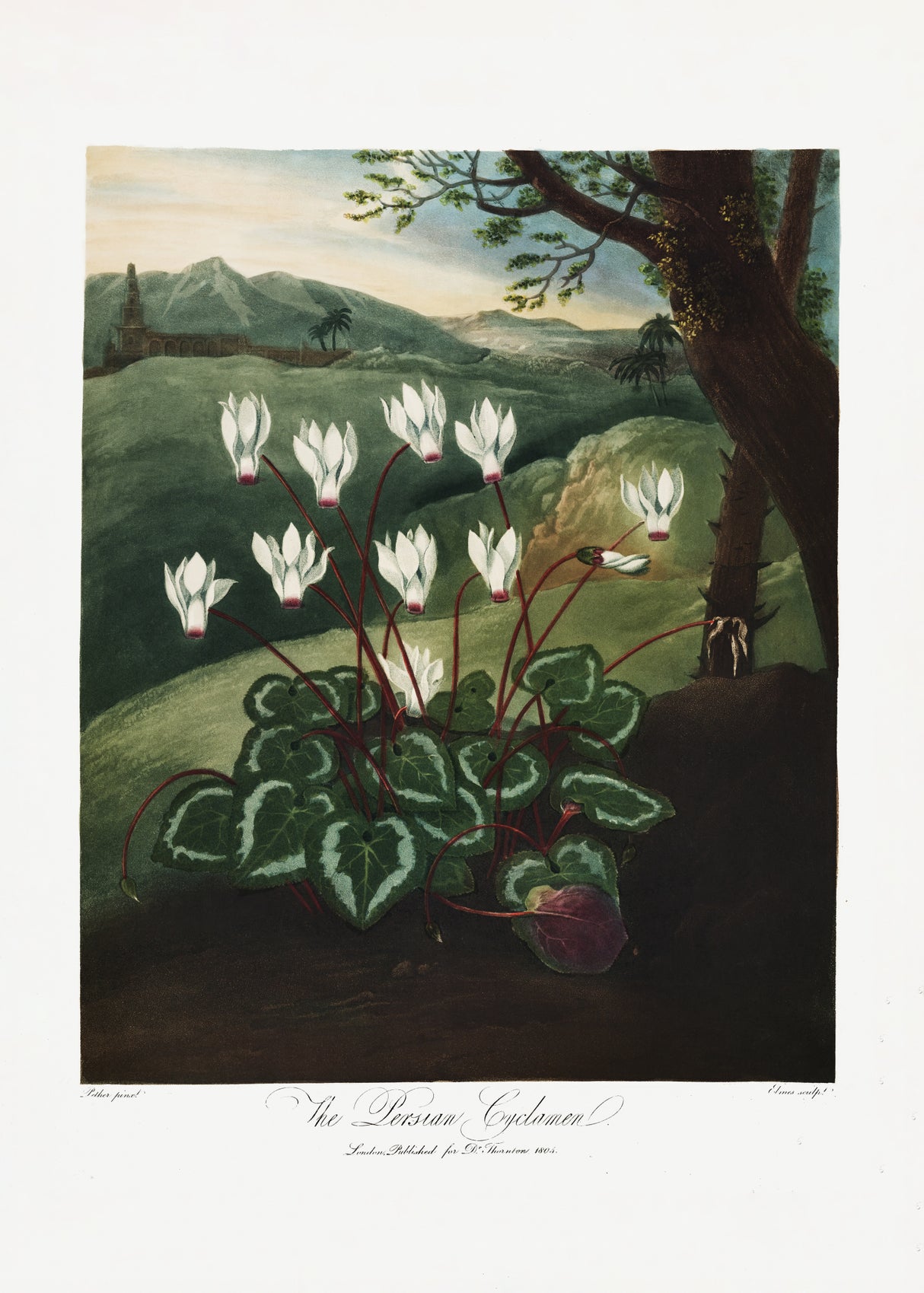 The Persian Cyclamen from The Temple of Flora (1807) Poster och Canvastavla