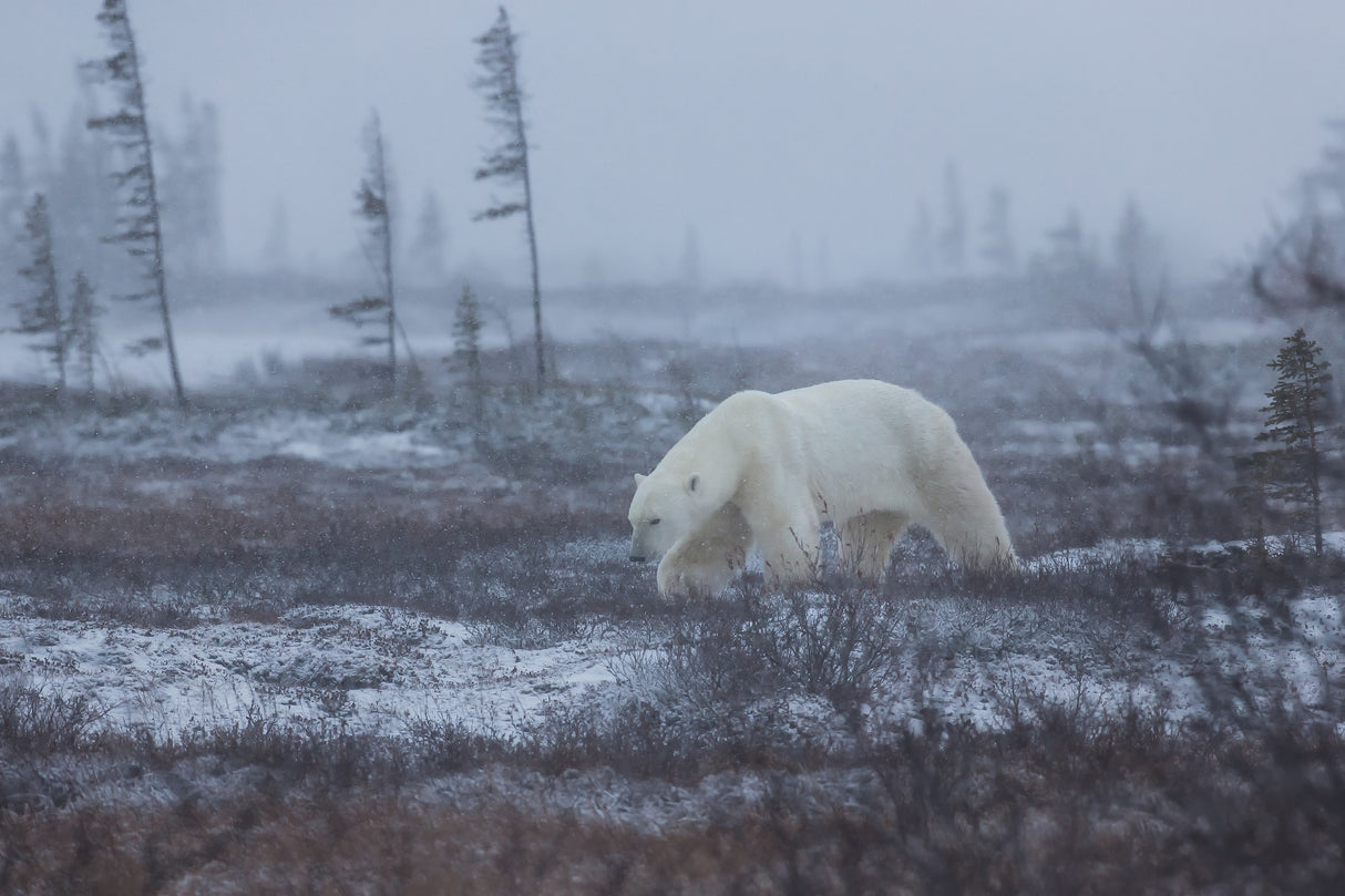 Under the snow Poster och Canvastavla