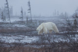 Under the snow Poster och Canvastavla