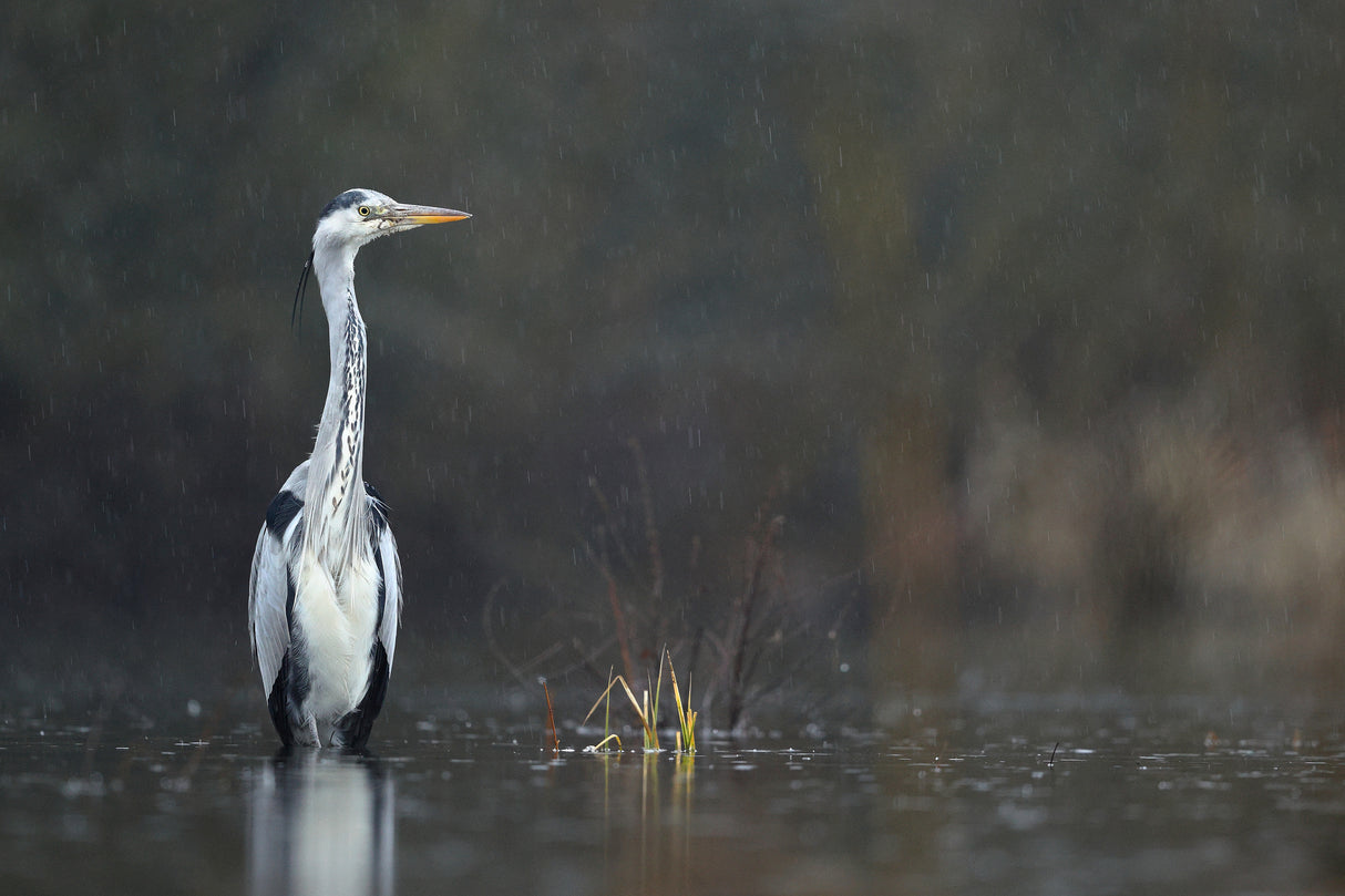Héron sous la pluie Poster och Canvastavla